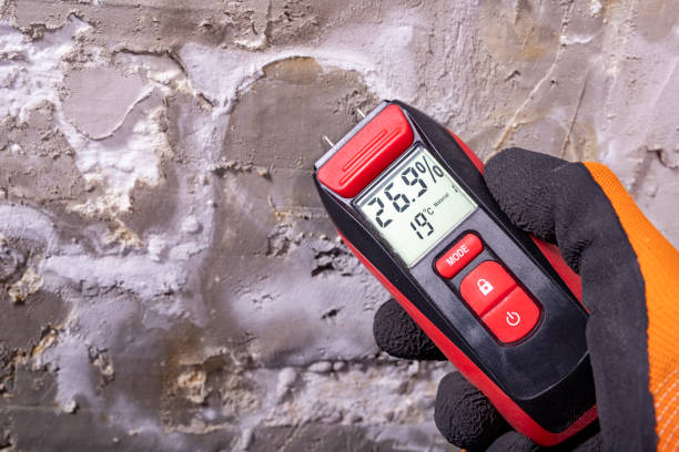 Best Localized Mold Remediation (e.g., coastal areas, humid climates) in Elsa, TX