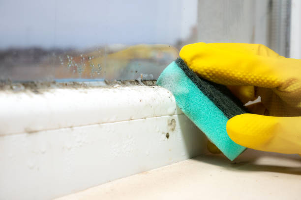 Best Kitchen Mold Remediation in Elsa, TX