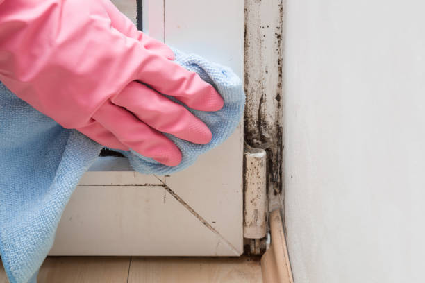 Best Commercial Mold Remediation in Elsa, TX