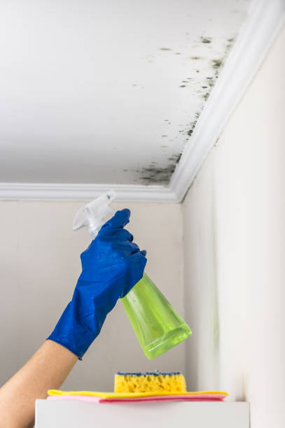 Best Post-Flood Mold Remediation in Elsa, TX