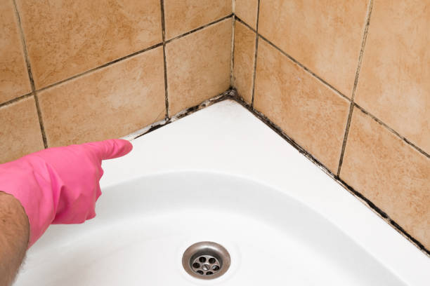 Best DIY Mold Remediation Support Services in Elsa, TX